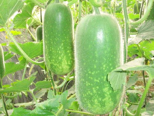 51今日大瓜 17吃瓜fun