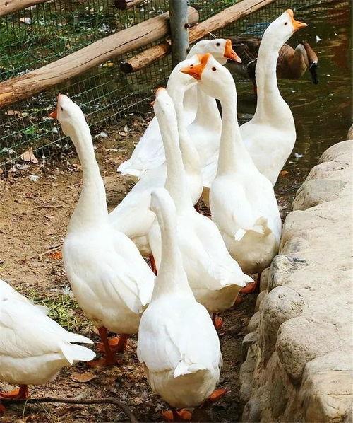 吃瓜真实爆料 网红大鹅,吃瓜爆料背后的真相揭秘