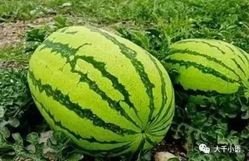 热门大瓜往期内容,往期热门事件深度回顾